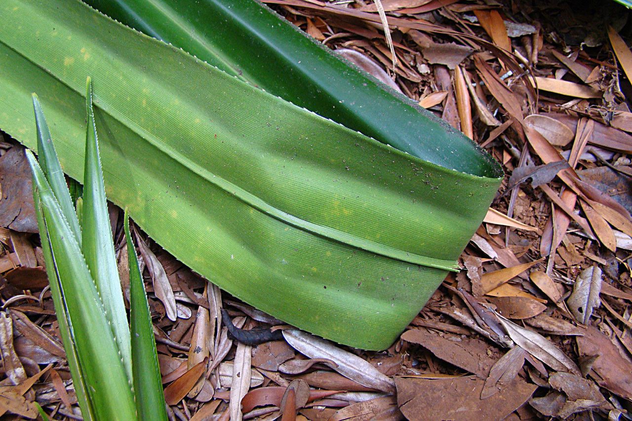 Pandanus serpentinicus — houseplant care guide