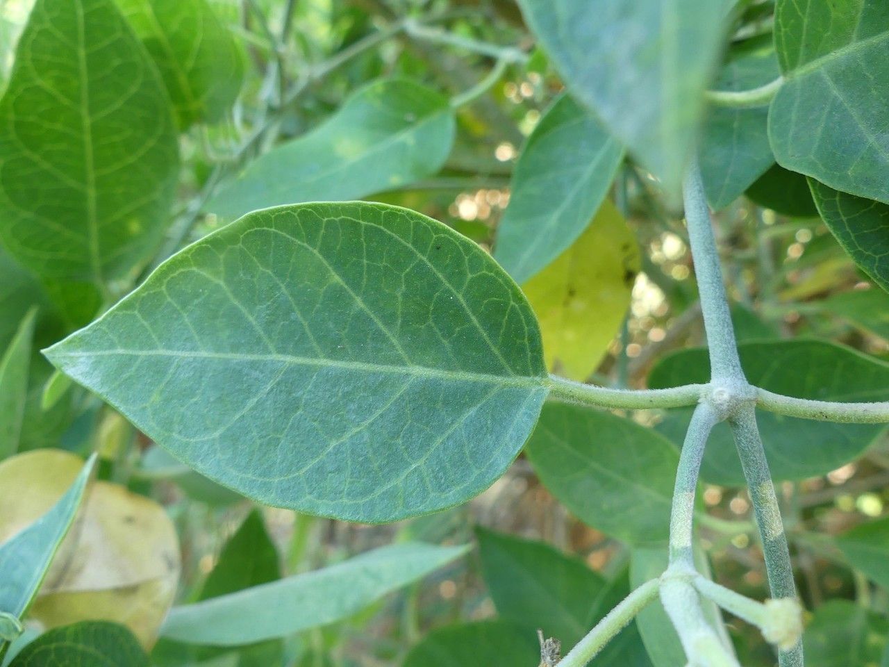 Leptadenia madagascariensis leaf
