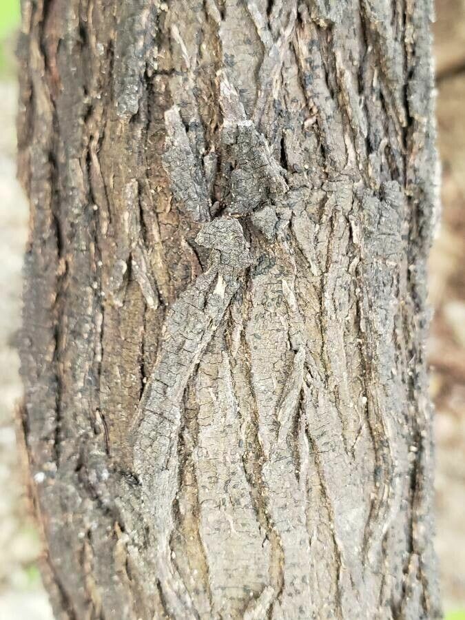 Acacia cultriformis bark