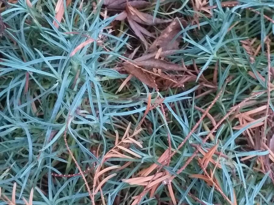 Armeria juniperifolia leaf