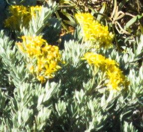 Hubertia tomentosa flower