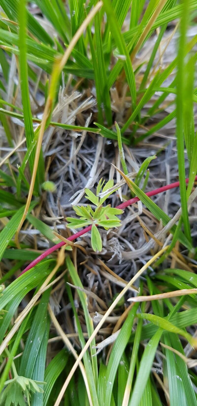 Alchemilla pentaphyllea — search result for 'Alchemilla'