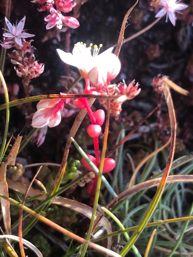 Sedum brevifolium flower