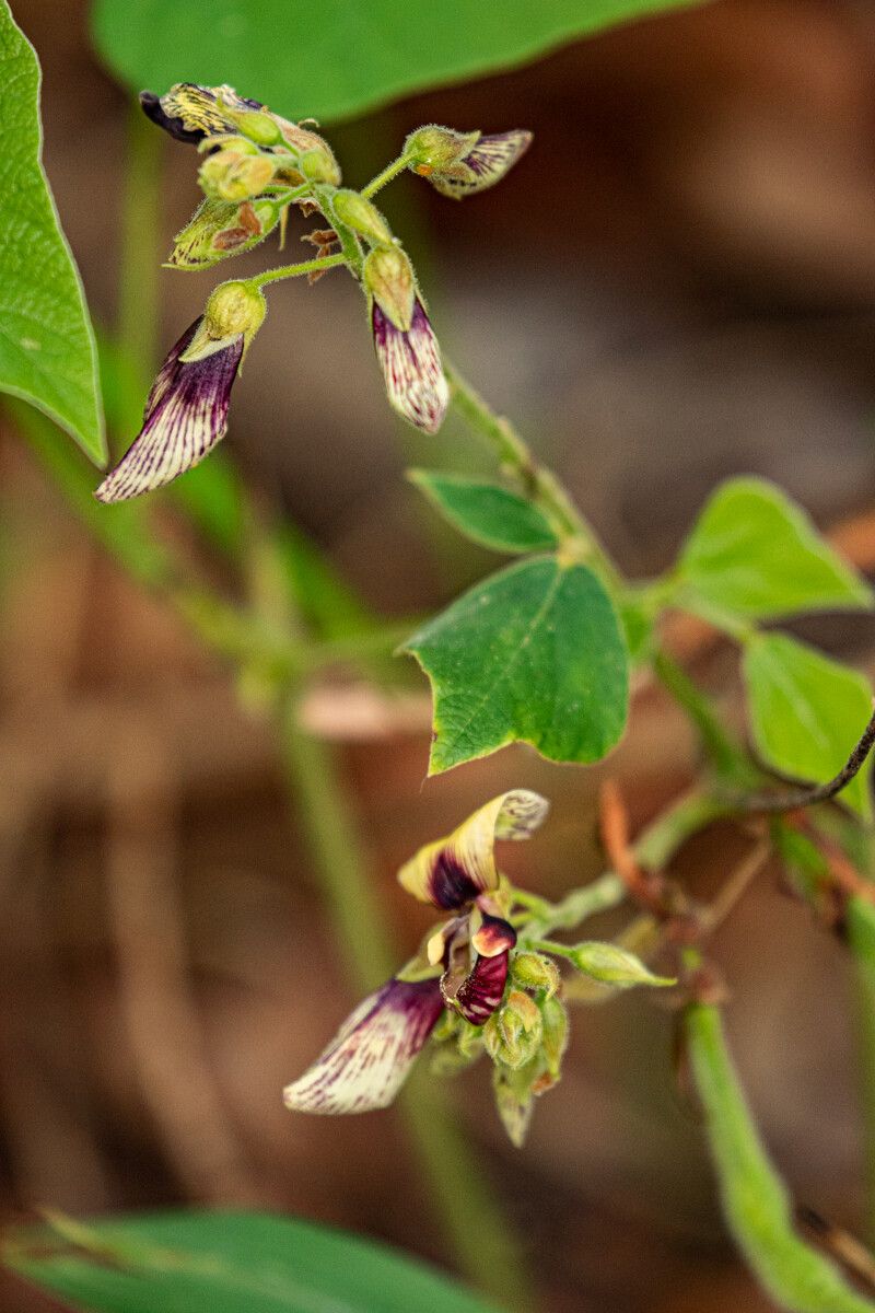 Rhynchosia divaricata — houseplant care guide