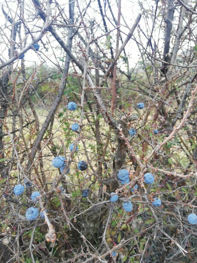 Prunus × fruticans fruit