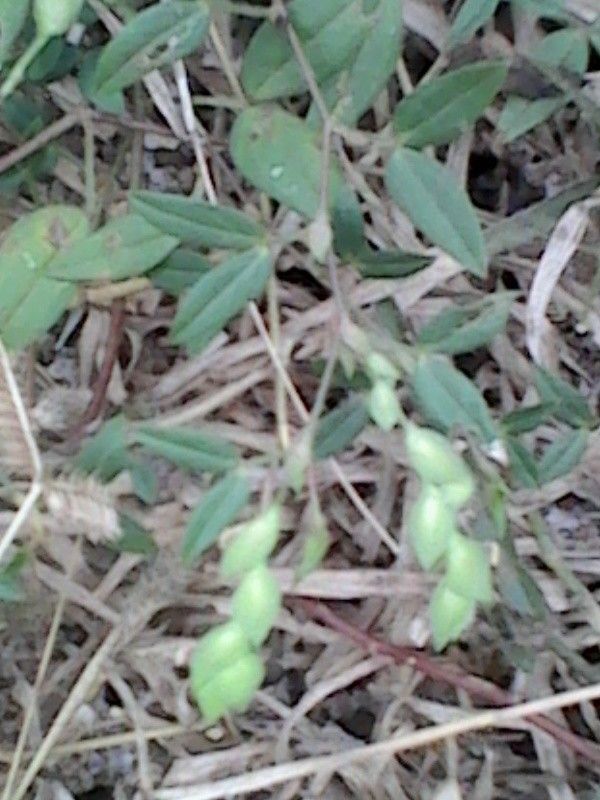 Zornia glochidiata leaf