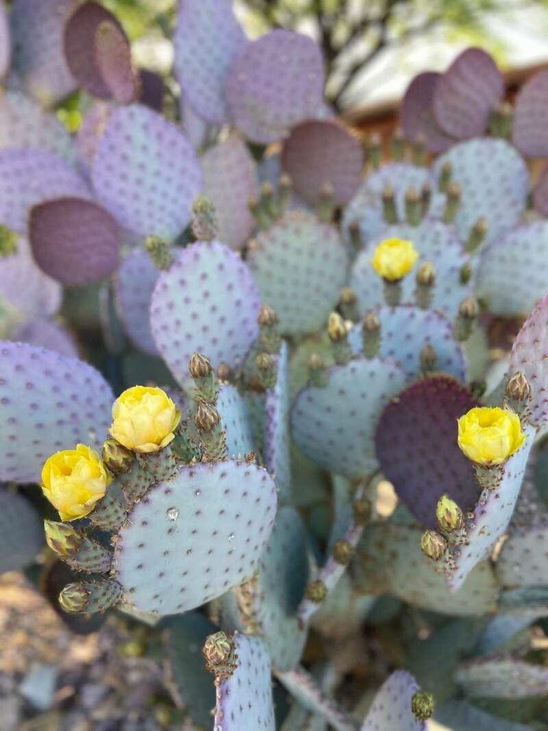 Opuntia macrocentra flower