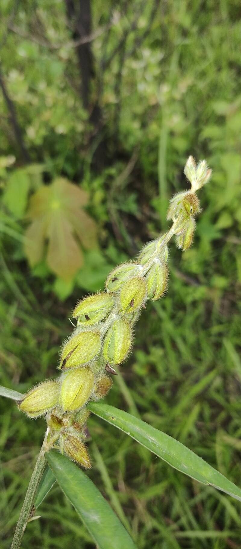 Crotalaria sessiliflora — houseplant care guide