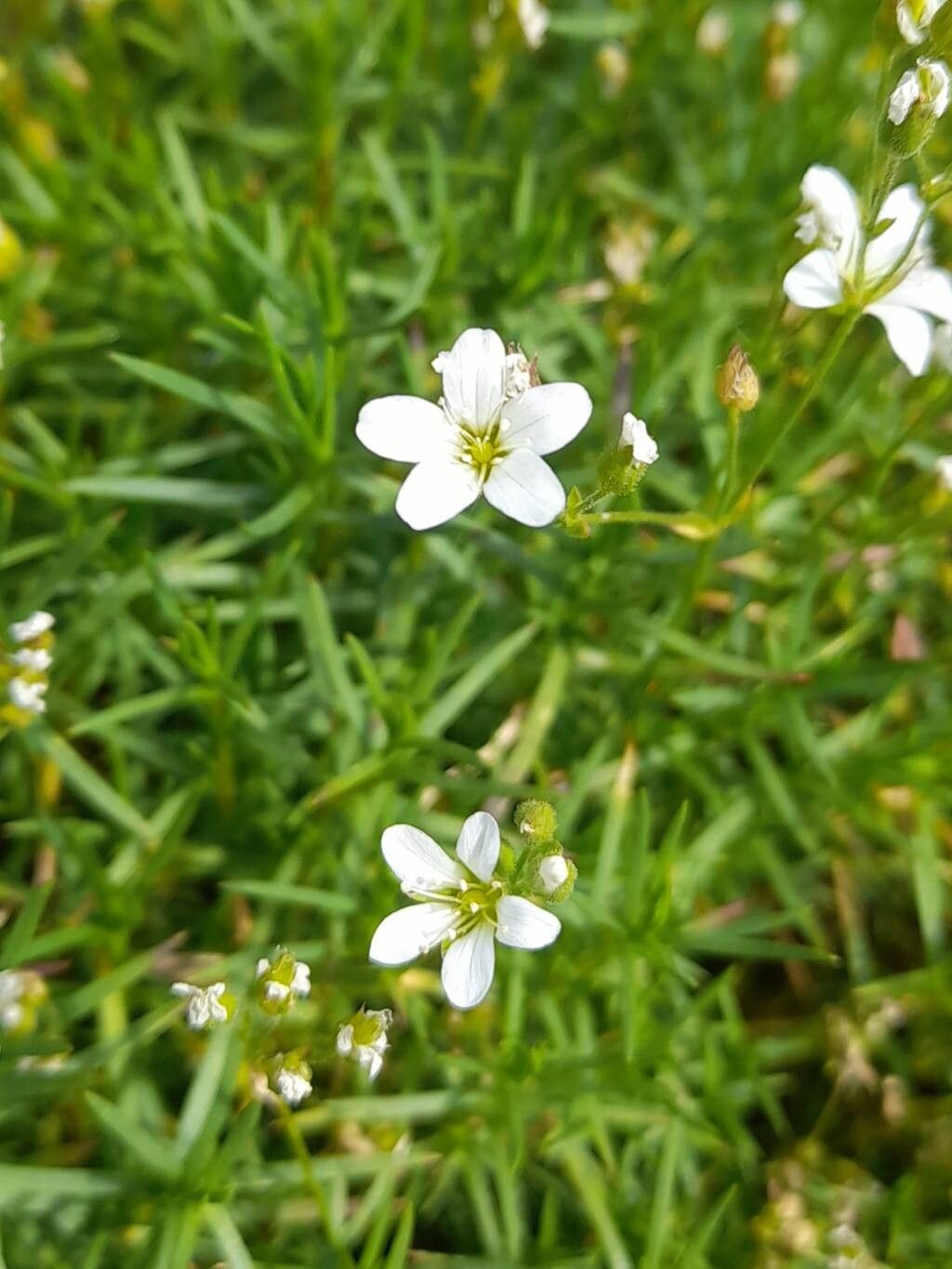 Arenaria balansae flower
