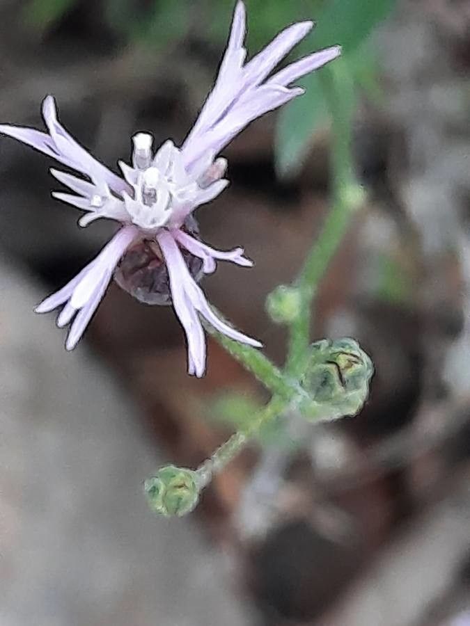 Crupina vulgaris flower