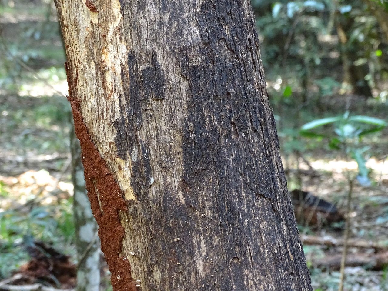 Brachylaena huillensis bark
