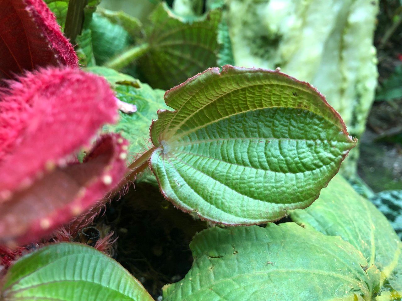 Tigridiopalma magnifica fruit