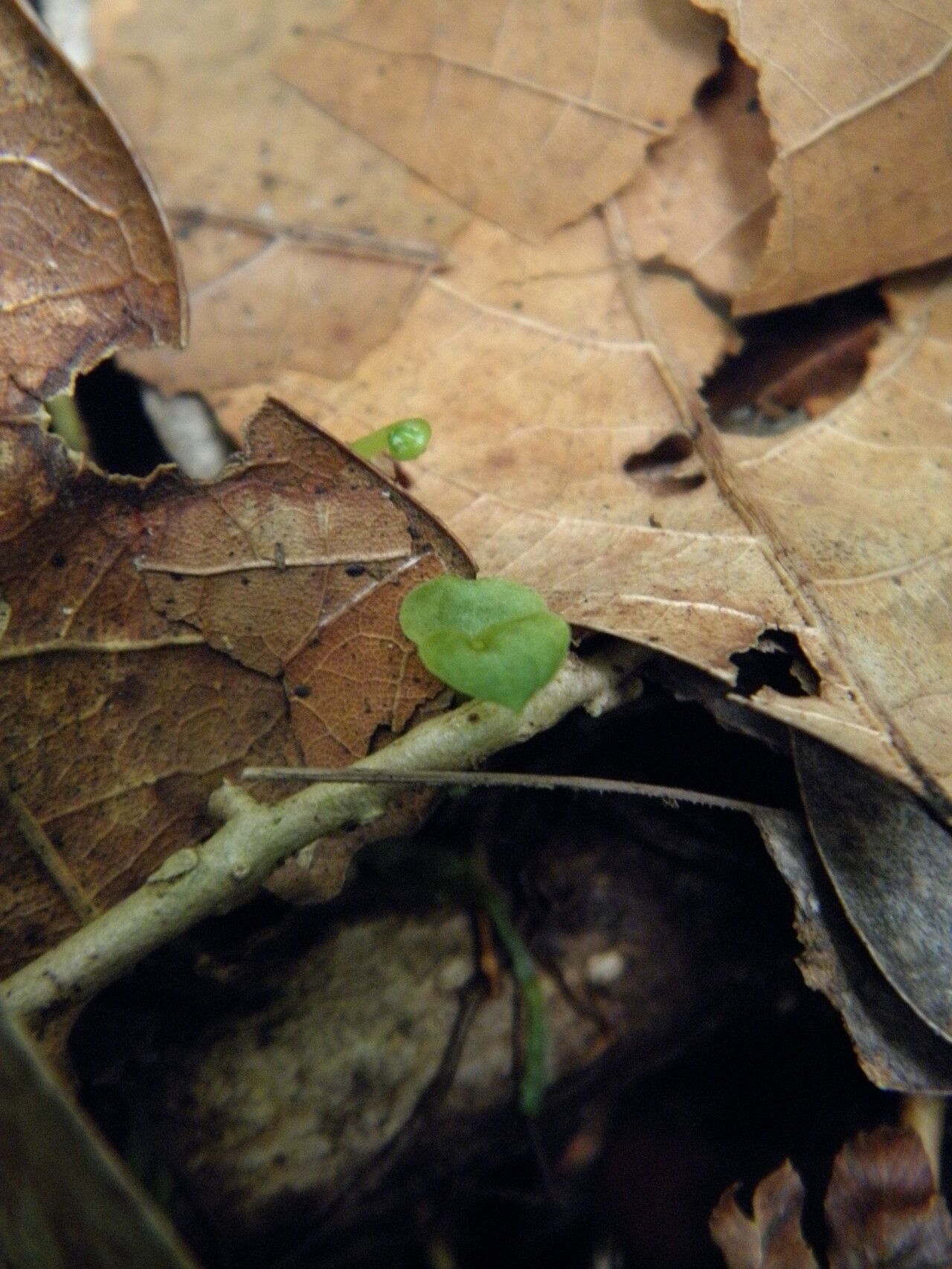 Triphora amazonica habit