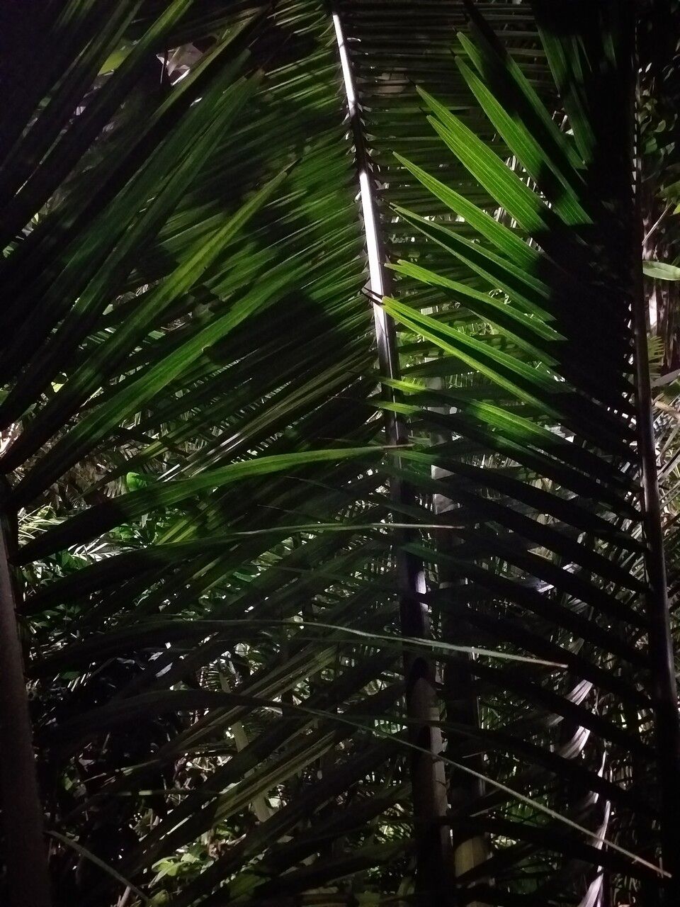 Phytelephas macrocarpa — search result for 'Panama'