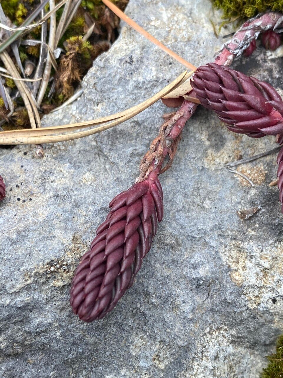Sedum ochroleucum leaf