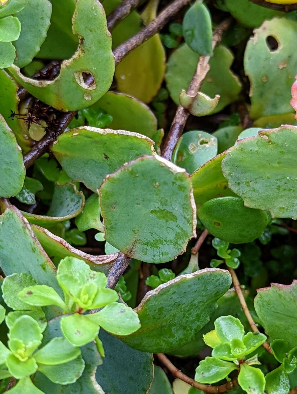 Sedum tsugaruense leaf