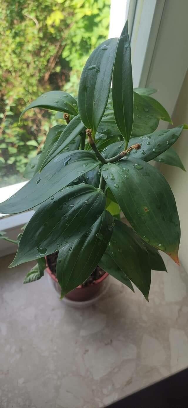 Hoya fusca — search result for 'Hoya'