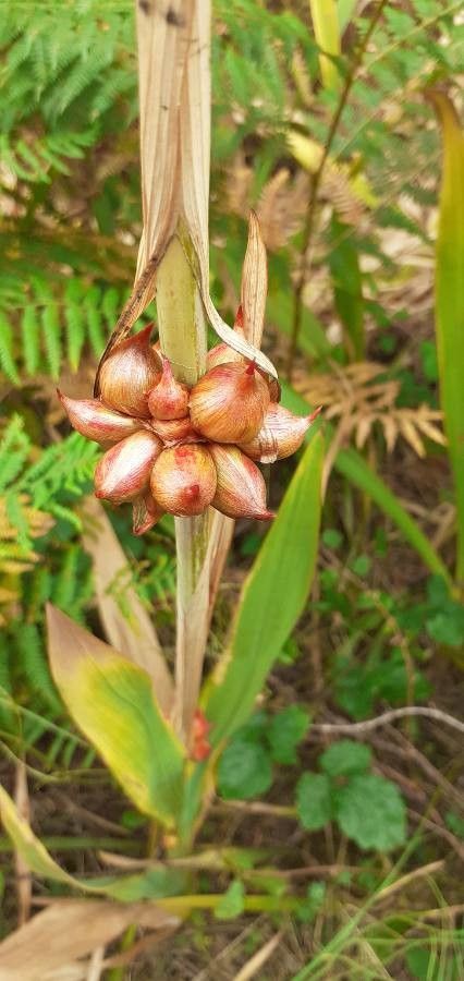 Watsonia meriana fruit