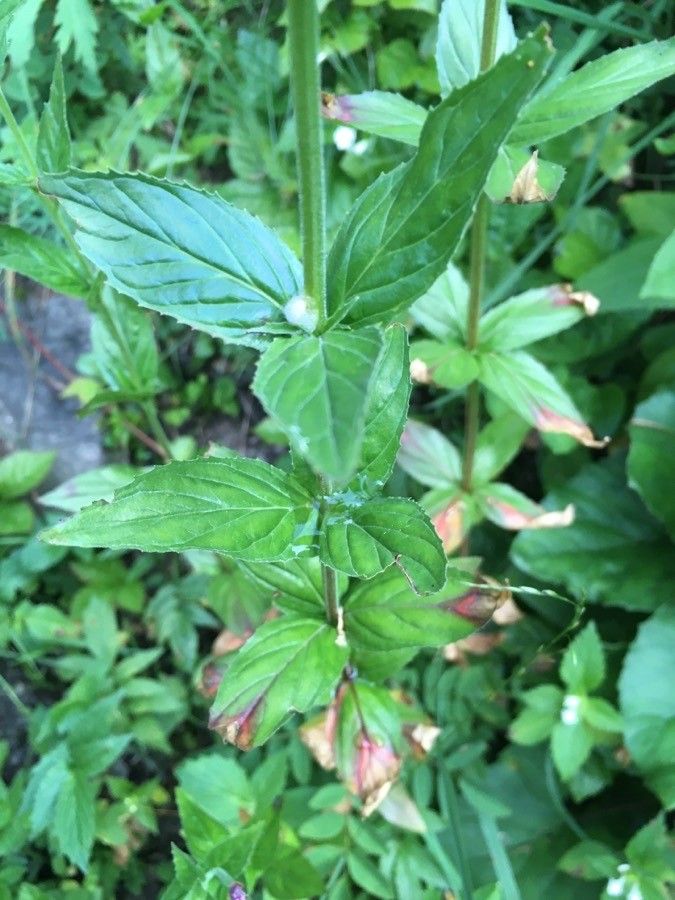 Epilobium alpestre leaf