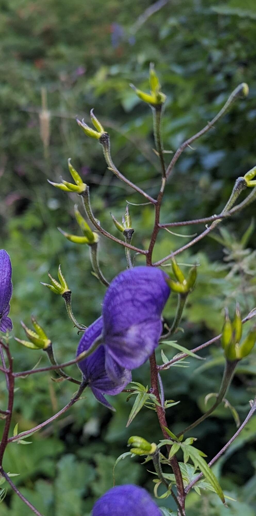 Aconitum degenii fruit