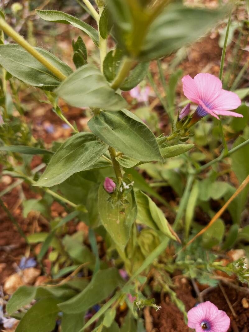 Linum pubescens leaf
