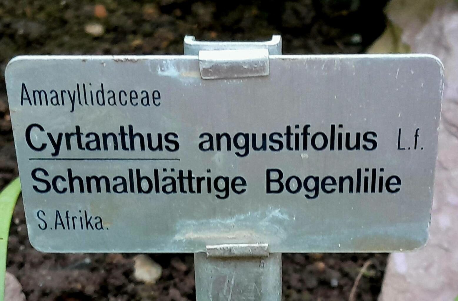 Cyrtanthus angustifolius other