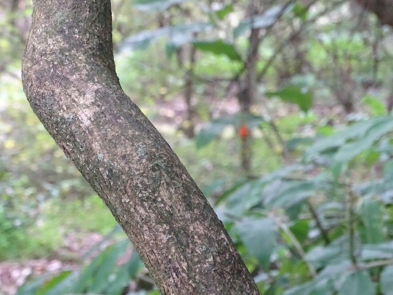 Terminalia australis bark
