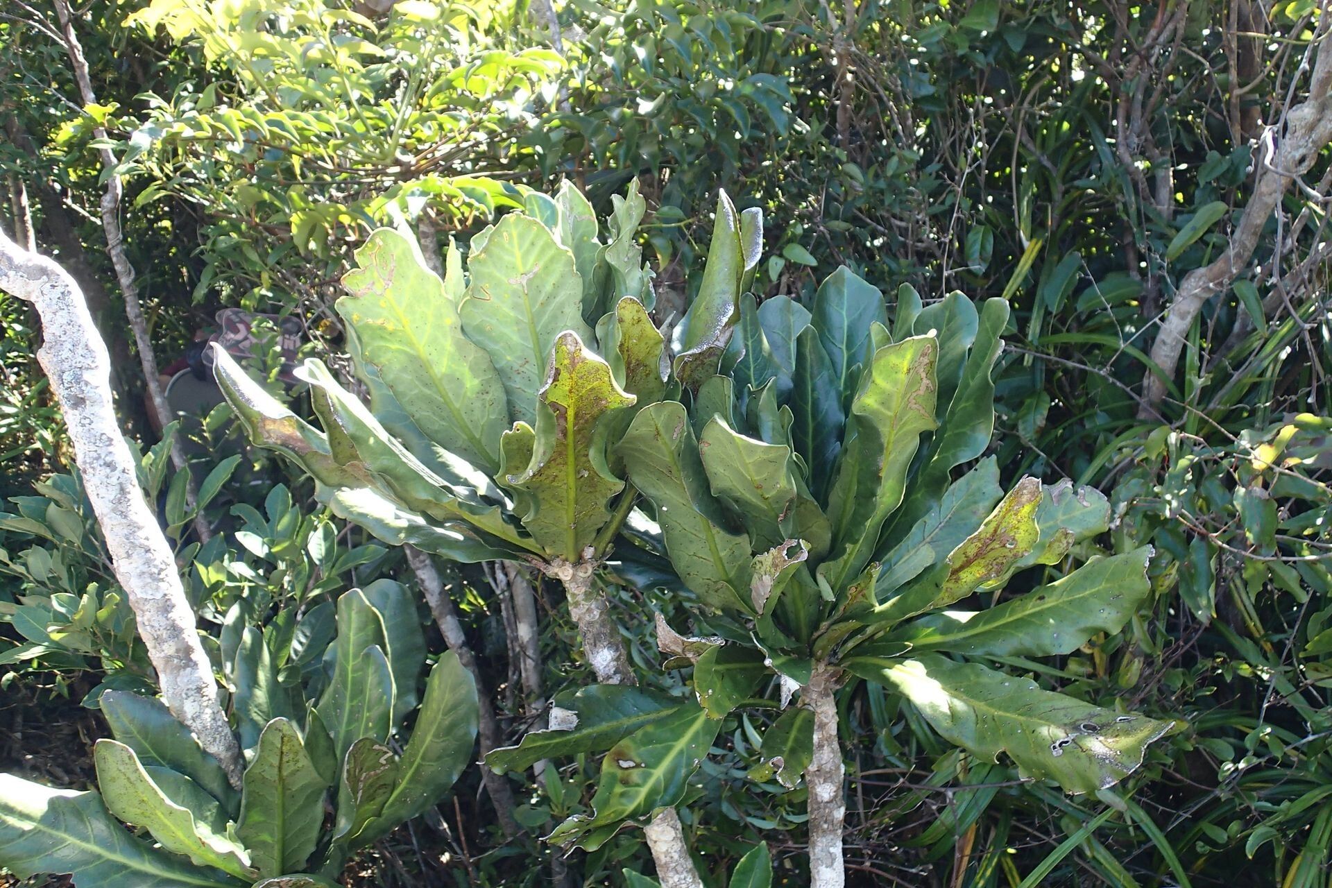 Oxera sessilifolia habit