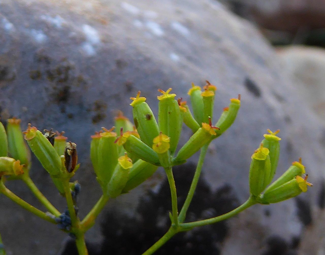 Bupleurum fruticescens fruit