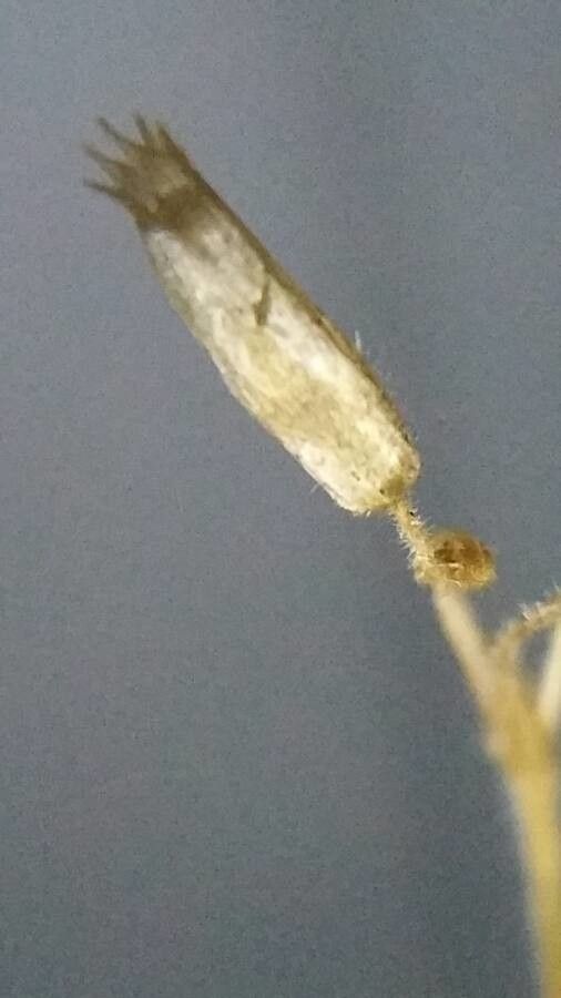 Cerastium semidecandrum fruit