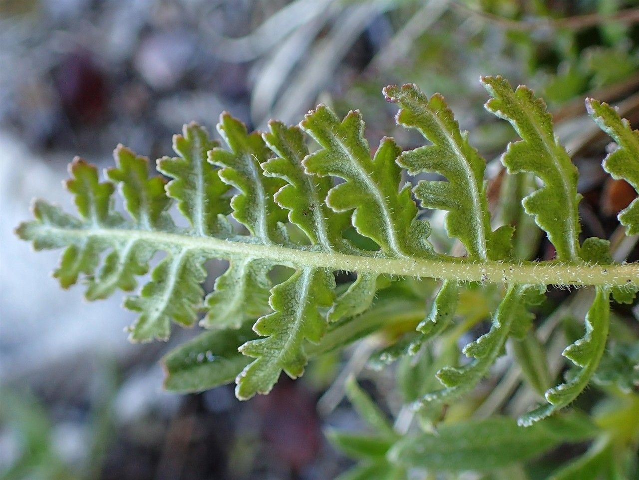 Pedicularis gyroflexa leaf