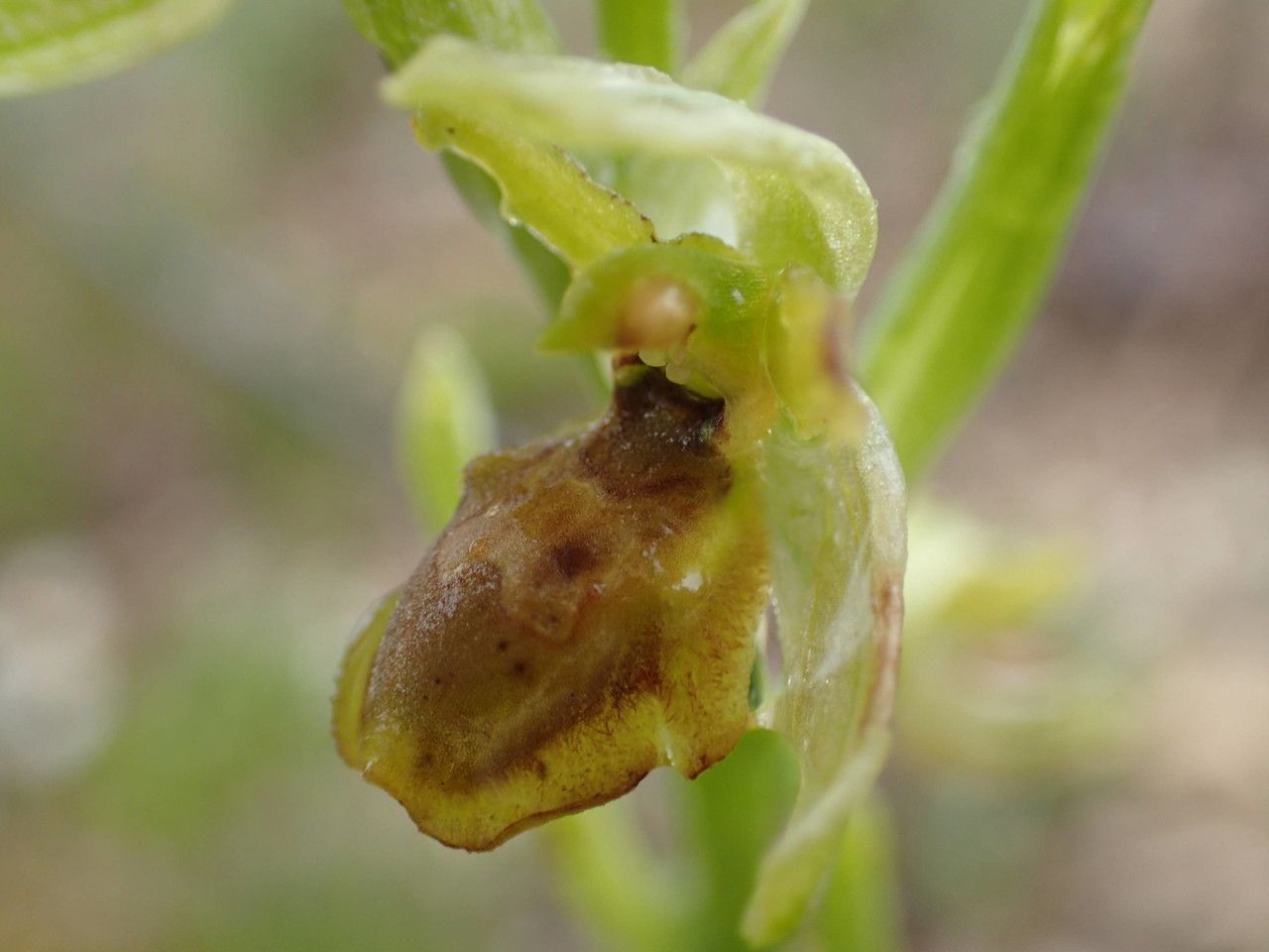 Ophrys virescens fruit