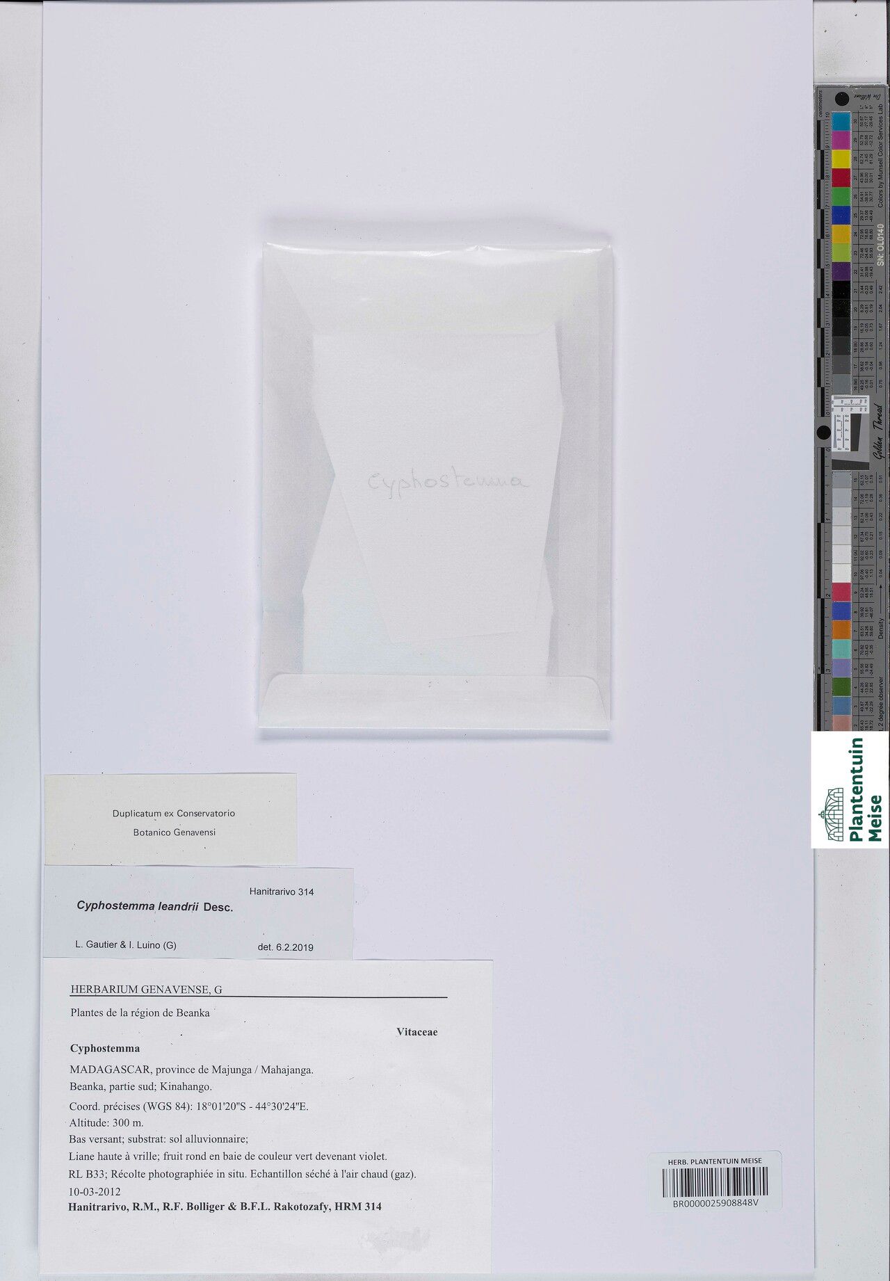 Cyphostemma leandrii — search result for 'Cyphostemma'