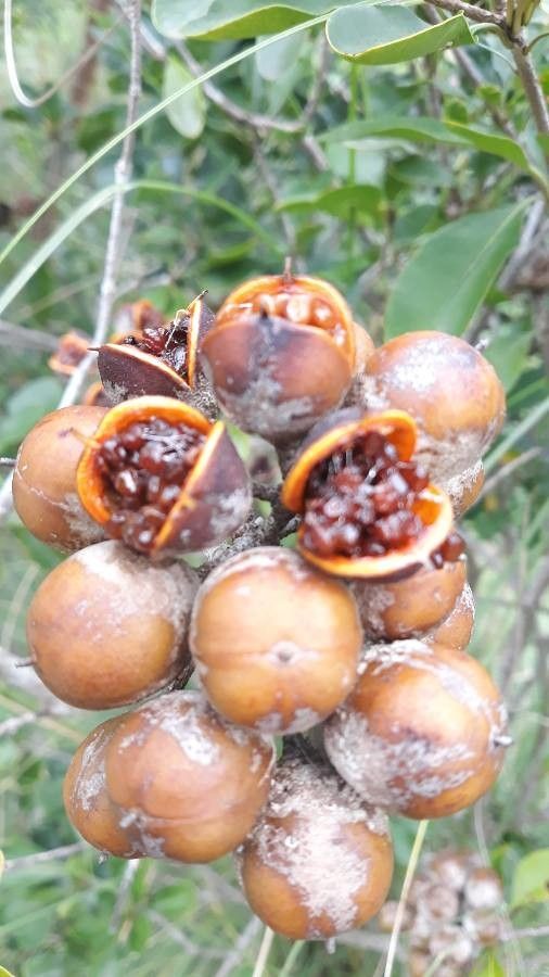 Pittosporum coccineum fruit