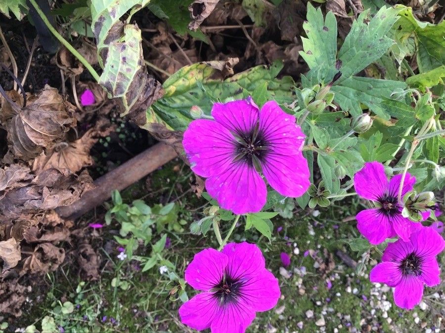 Geranium psilostemon flower