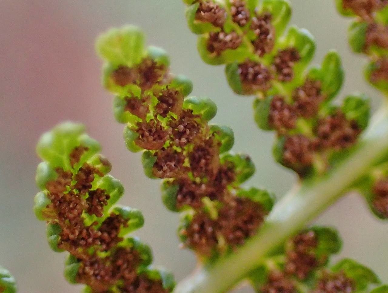 Athyrium alpestre flower