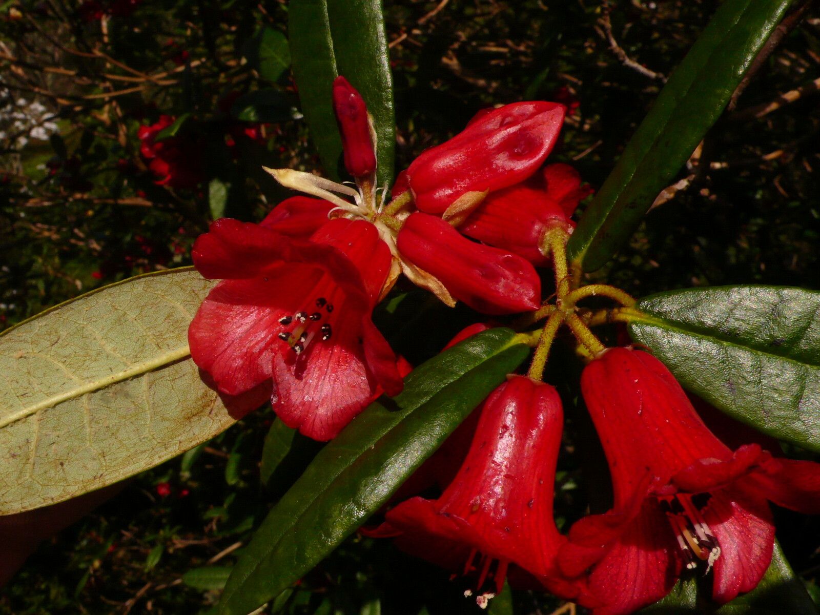 Rhododendron sperabile leaf