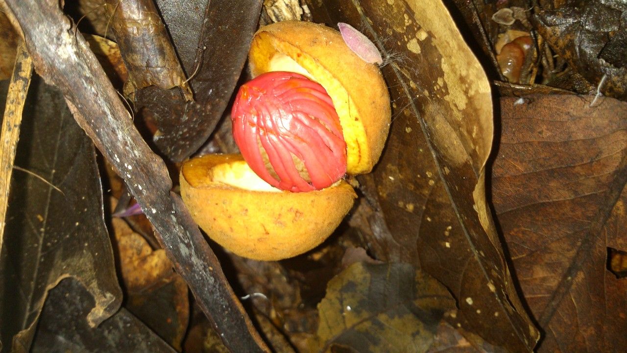 Virola koschnyi fruit