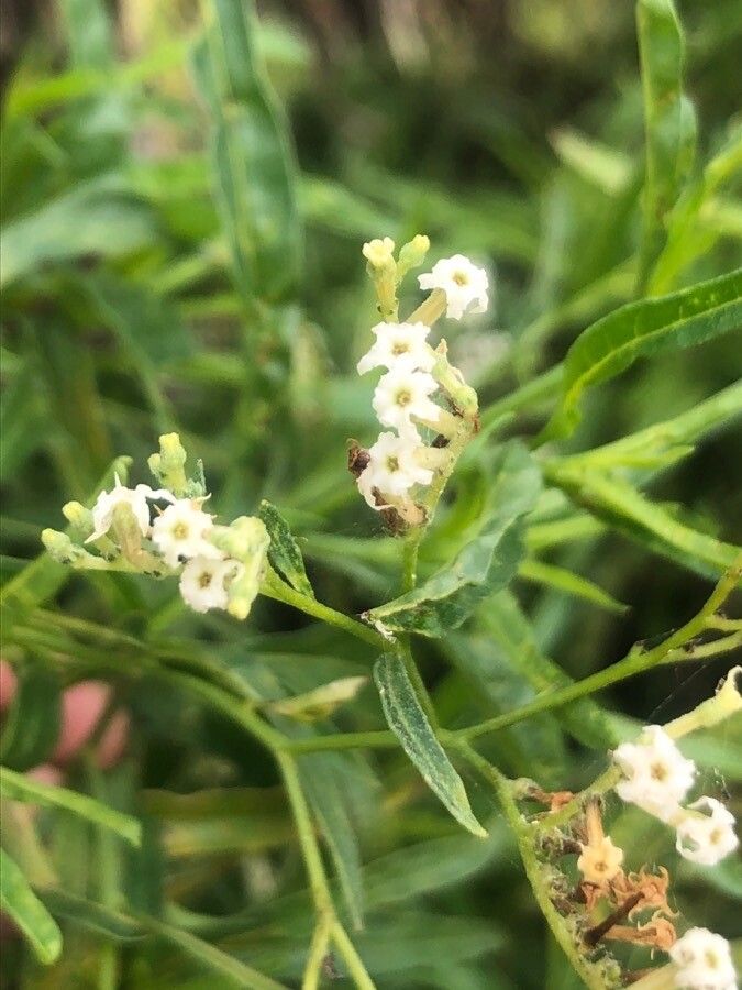 Tournefortia candidula flower