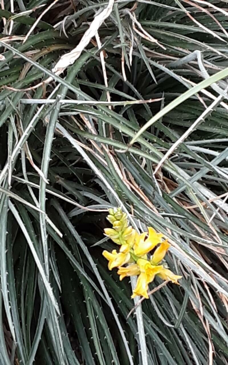 Dyckia Choristaminea flower