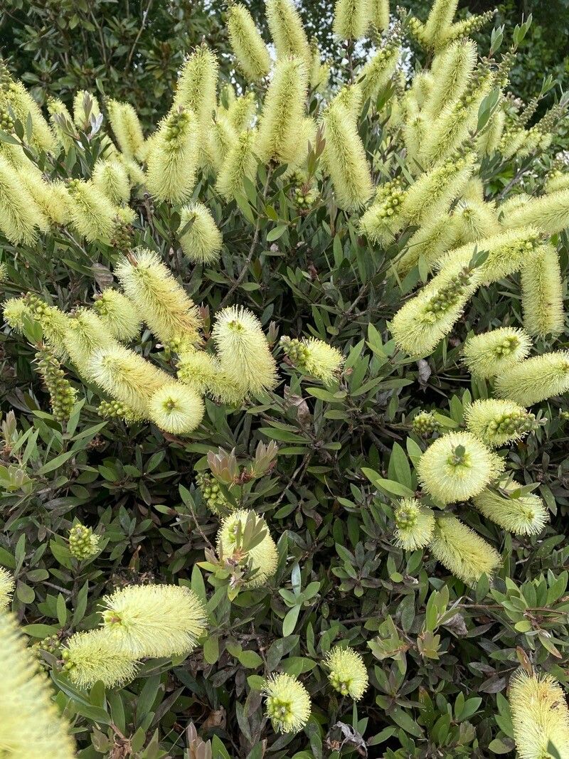 Melaleuca pallida flower