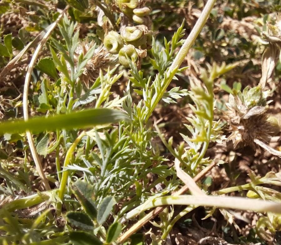 Hypecoum imberbe — search result for 'Papaveraceae'