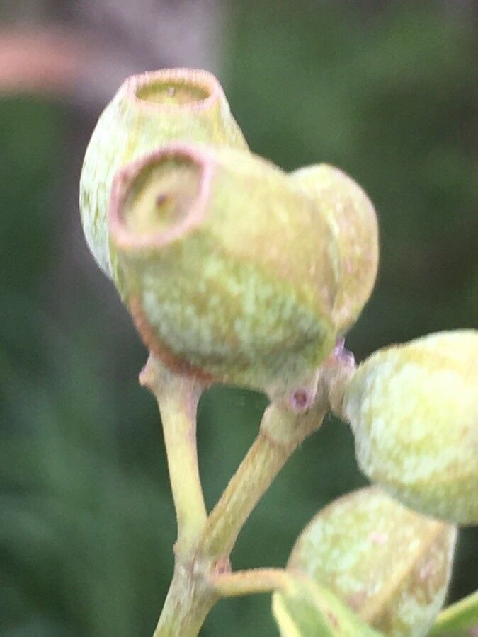 Santalum austrocaledonicum fruit