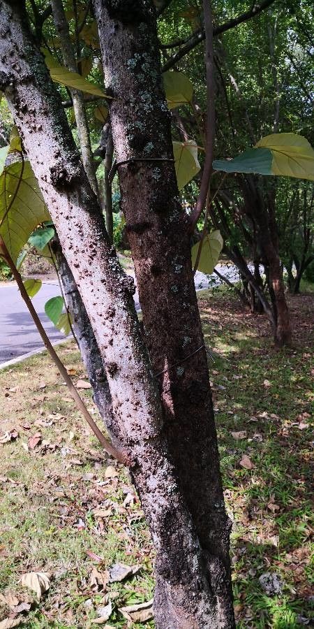 Mallotus tetracoccus bark