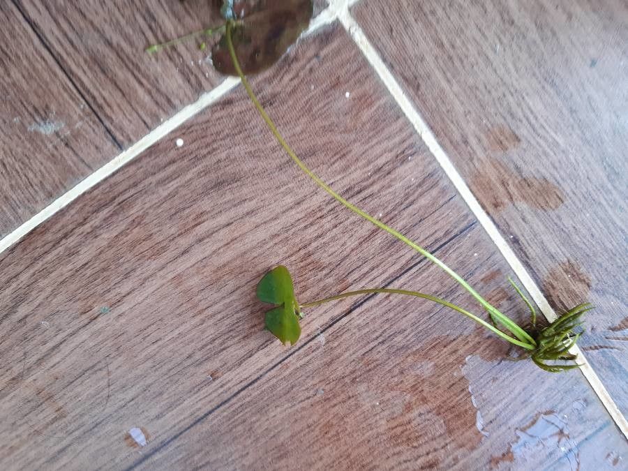 Nymphoides cristata — houseplant care guide