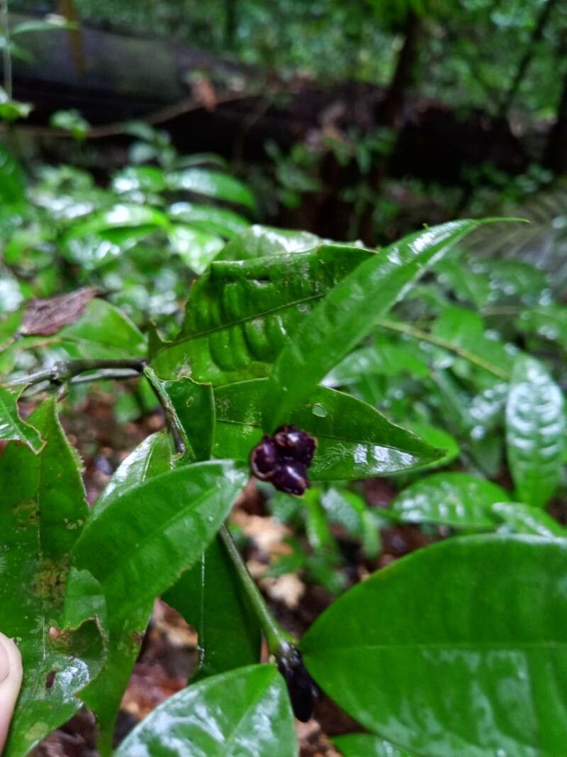 Palicourea oblonga fruit