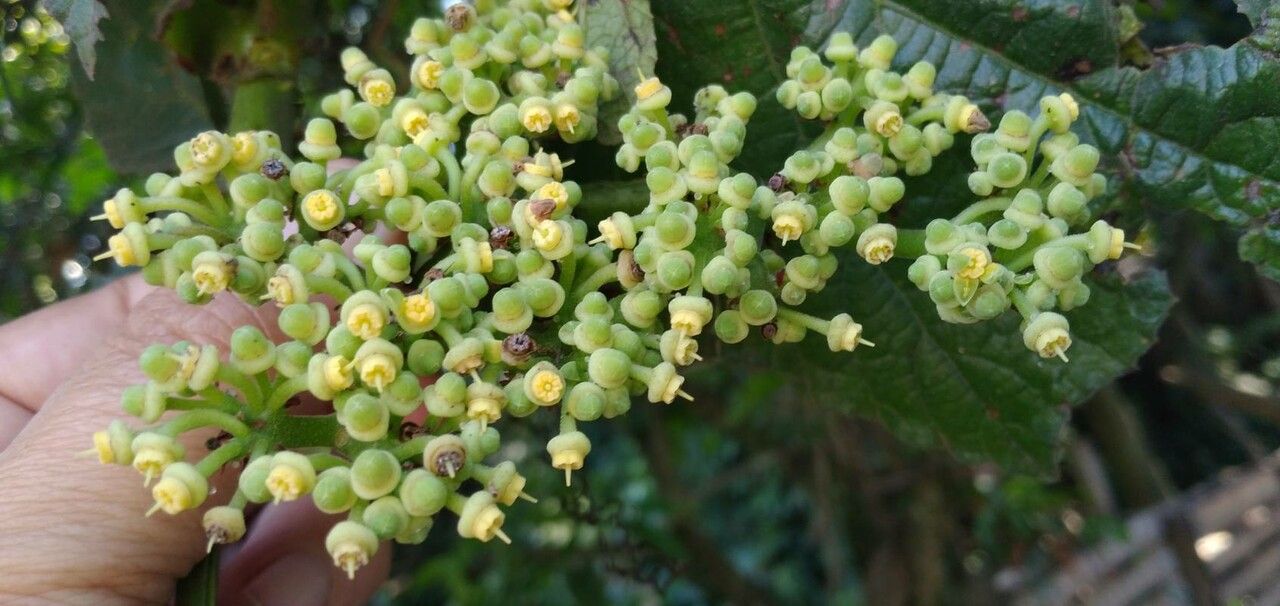 Cissus sulcicaulis flower
