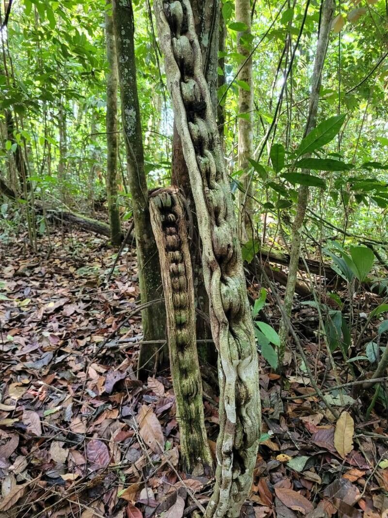 Bauhinia guianensis bark