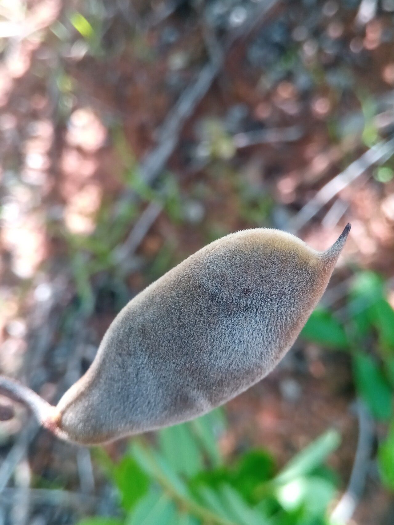 Millettia nathaliae fruit