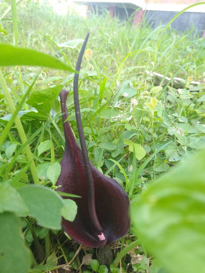 Typhonium roxburghii flower